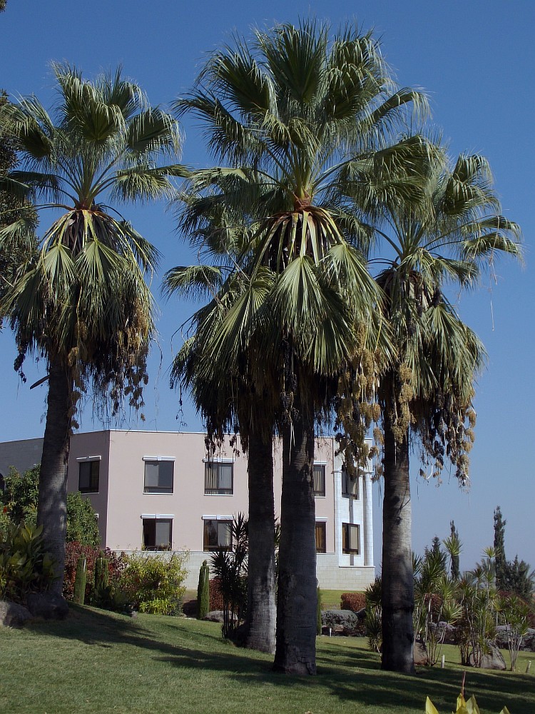 Image of Washingtonia filifera specimen.