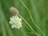 Scabiosa ochroleuca. Верхушки побегов с соцветием и с соплодием. Иркутская обл., окр. Иркутска, луг. 07.08.2009.