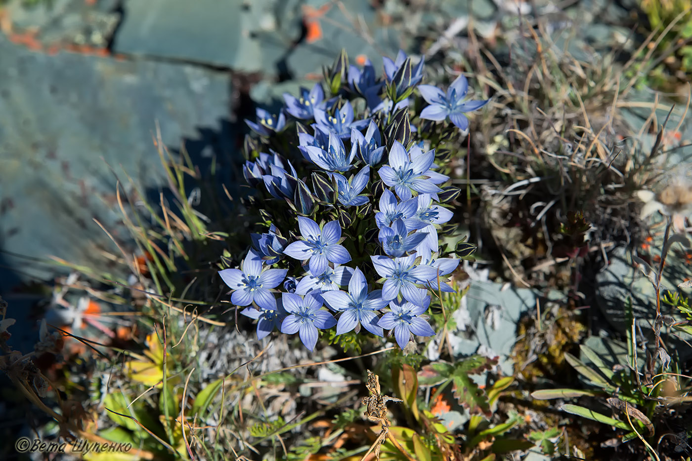 Изображение особи Lomatogonium carinthiacum.