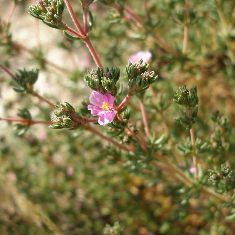 Image of Frankenia hirsuta specimen.