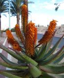Aloe ferox. Верхушка цветущего растения. Израиль, г. Беэр-Шева, городское озеленение. 26.02.2014.