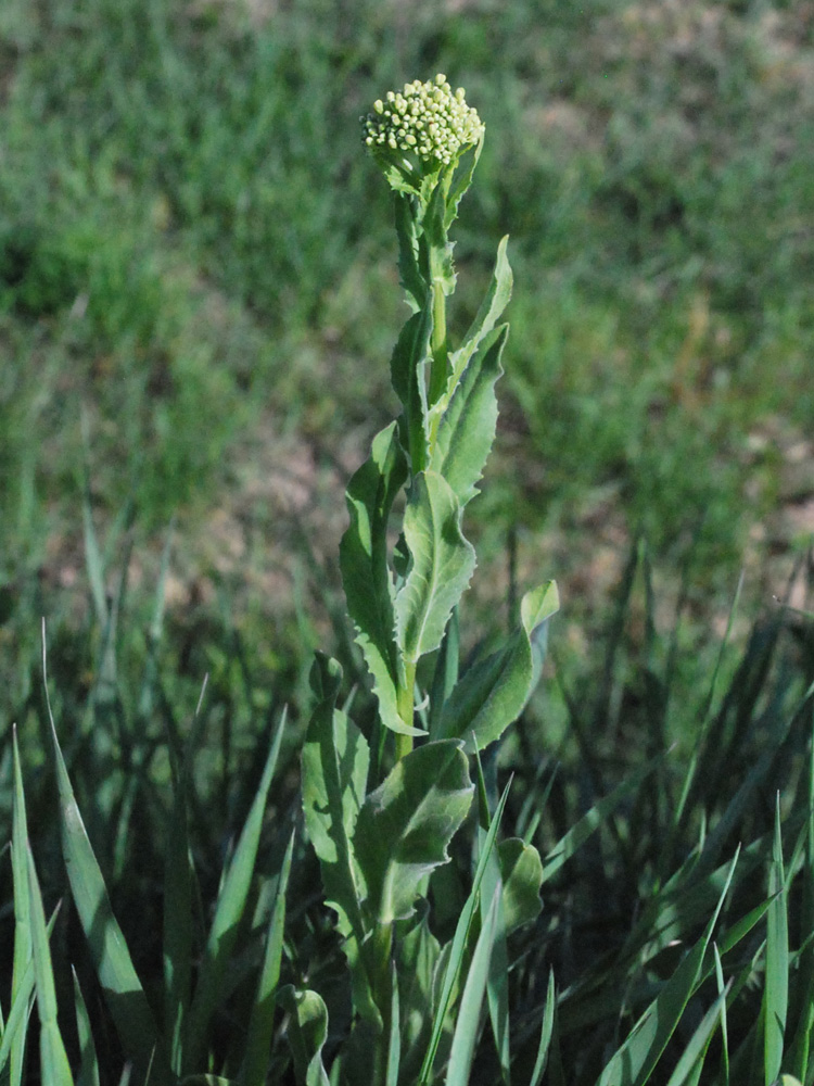 Image of Cardaria repens specimen.