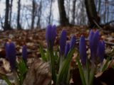 Crocus heuffelianus