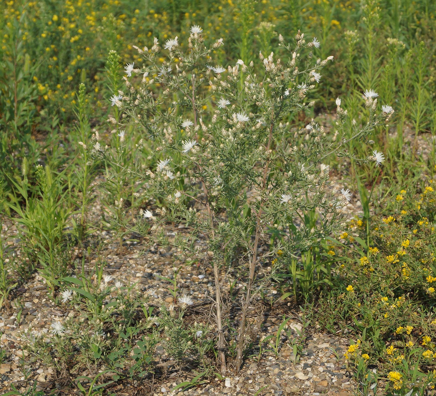 Изображение особи Centaurea diffusa.