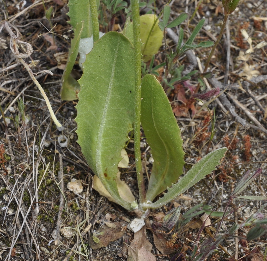 Image of Tolpis umbellata specimen.