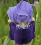 Iris