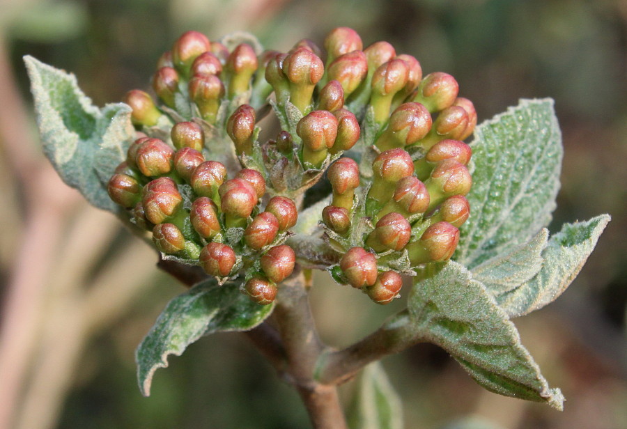 Image of Viburnum carlesii specimen.