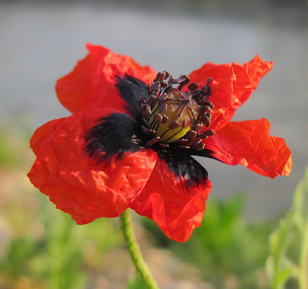 Изображение особи Papaver stevenianum.