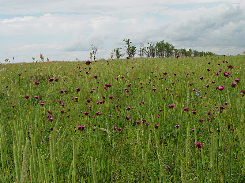 Image of Dianthus capitatus specimen.