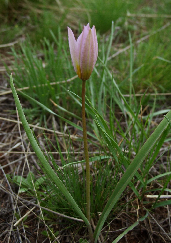 Изображение особи Tulipa patens.
