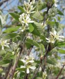 Amelanchier ovalis