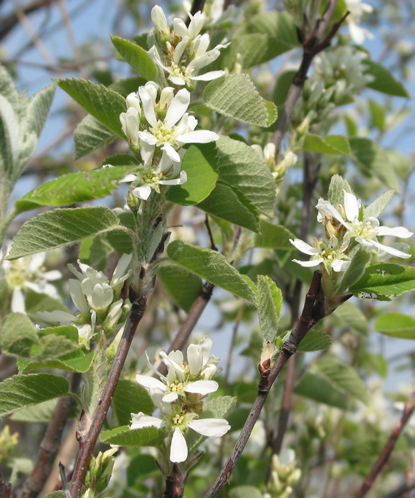 Image of Amelanchier ovalis specimen.