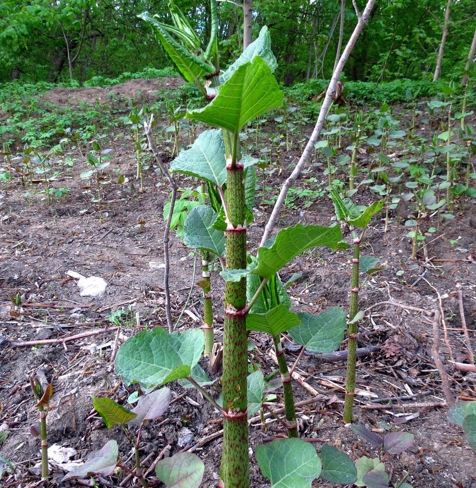 Image of genus Reynoutria specimen.