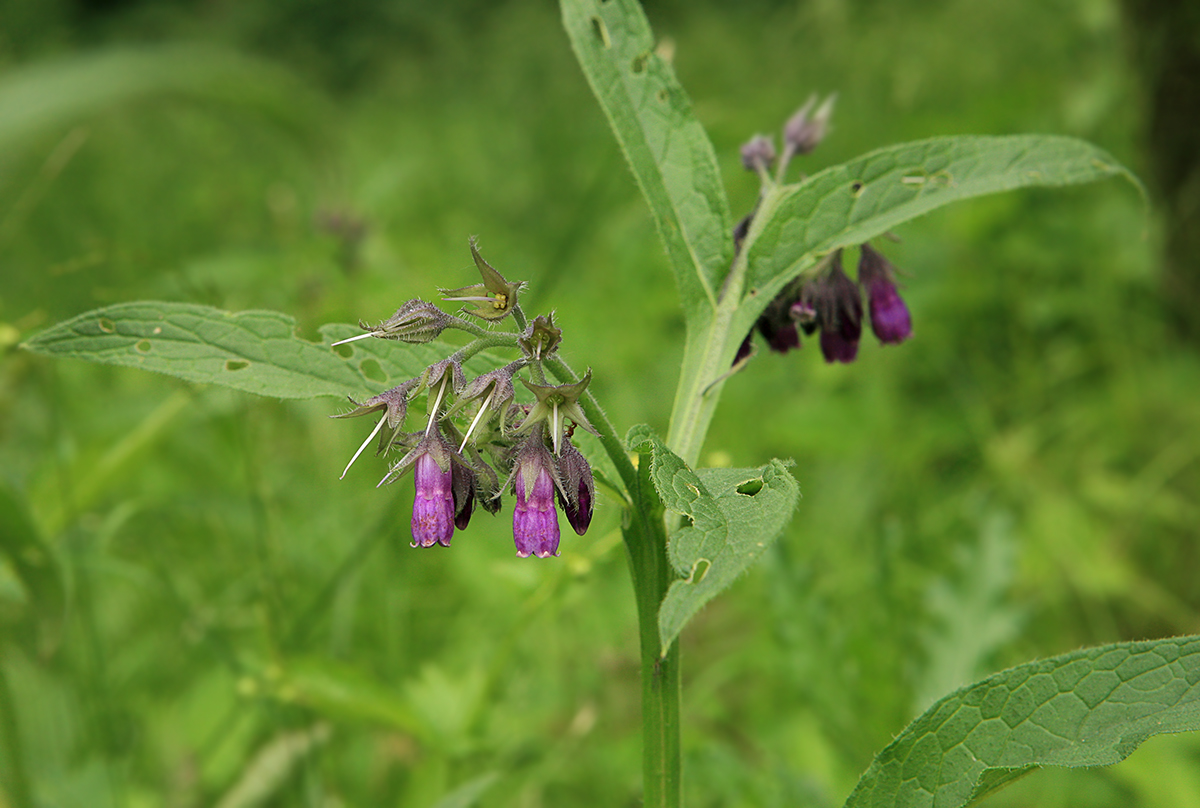 Image of Symphytum officinale specimen.