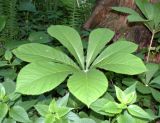 Rodgersia aesculifolia