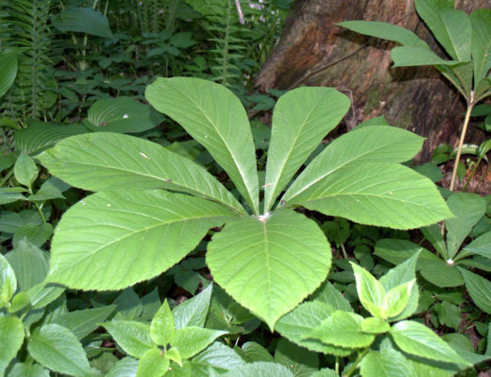 Изображение особи Rodgersia aesculifolia.