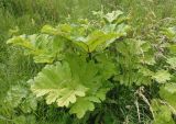 Heracleum sosnowskyi. Вегетирующее растение. Украина, Львовская обл., Дрогобычский р-н, г. Трускавец, луг возле пруда Слоница. 14.06.2014.