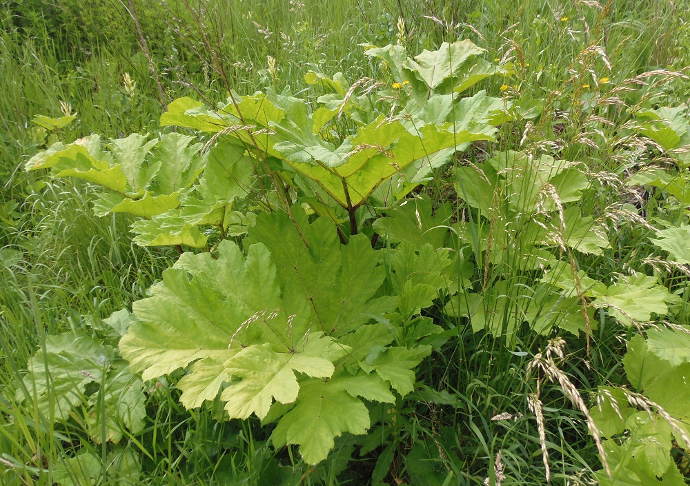 Image of Heracleum sosnowskyi specimen.