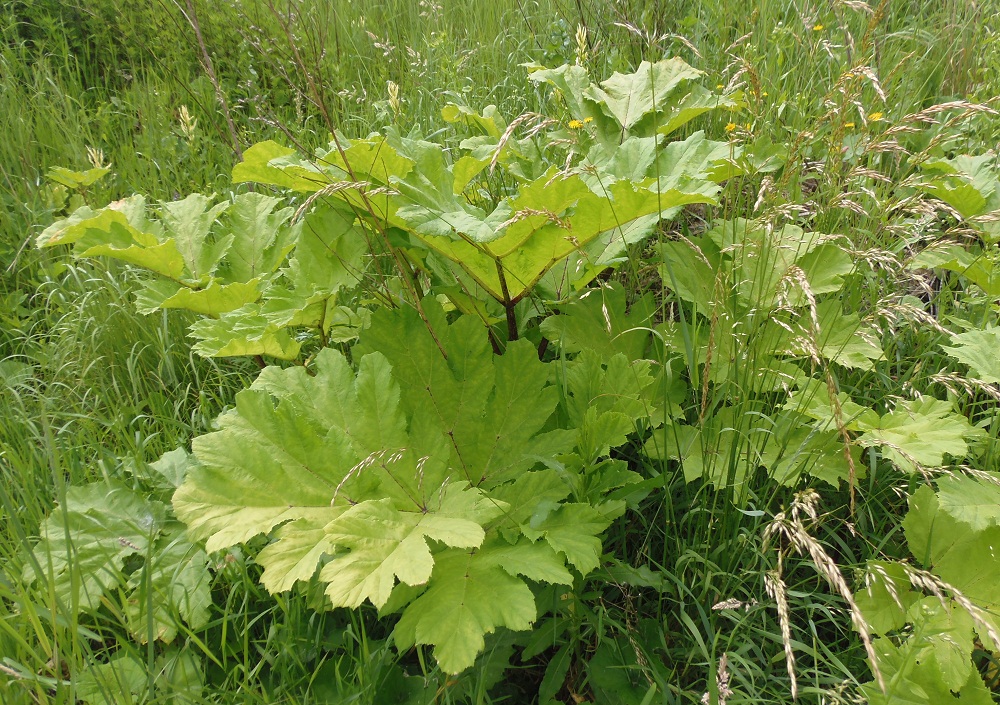 Изображение особи Heracleum sosnowskyi.