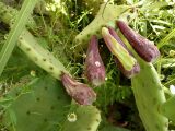 Opuntia humifusa