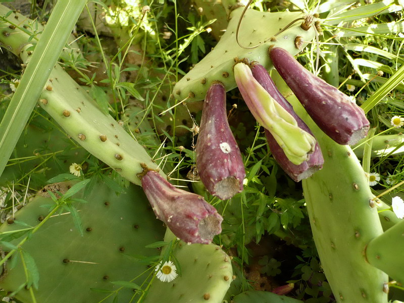 Image of Opuntia humifusa specimen.