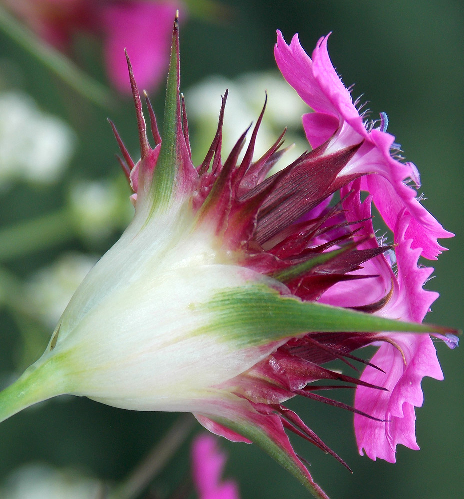 Изображение особи Dianthus capitatus.