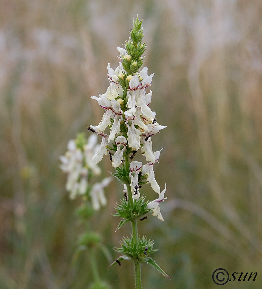 Image of Stachys recta specimen.