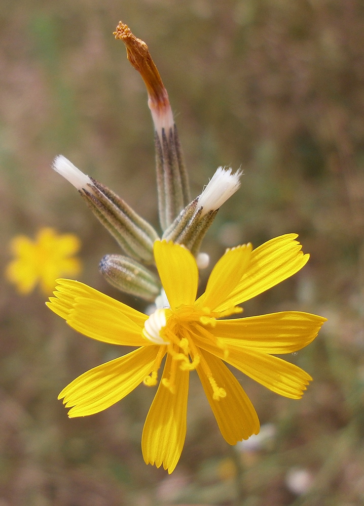 Image of genus Chondrilla specimen.