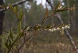 Chamaedaphne calyculata. Верхушка побега с соцветием. Тверская обл., Кимрский р-н, окр. дер. Ларцево, кустарничково-сфагновый сосняк. 10.05.2014.