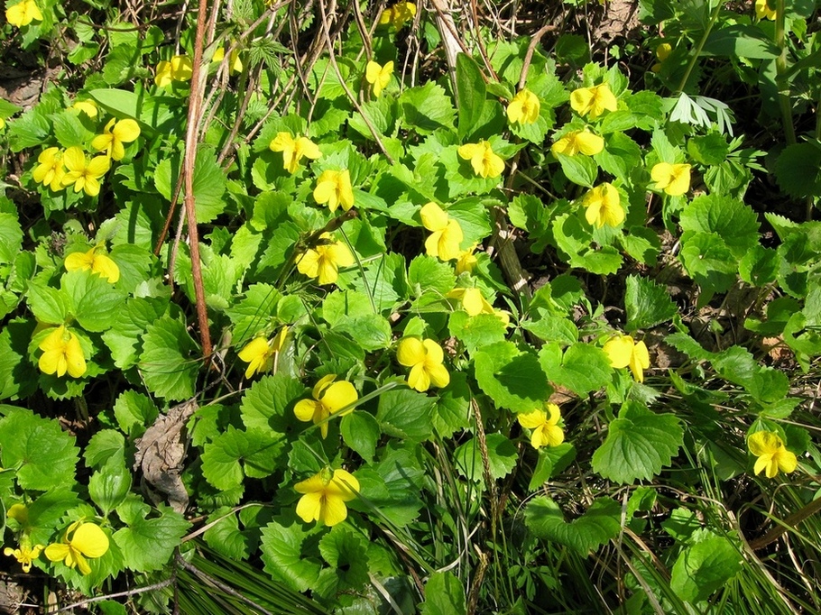 Изображение особи Viola uniflora.