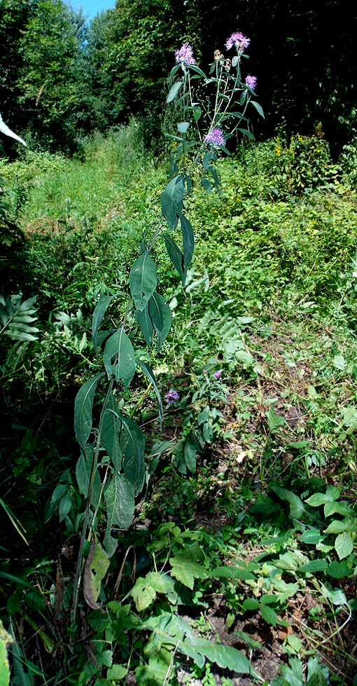 Image of Centaurea salicifolia specimen.