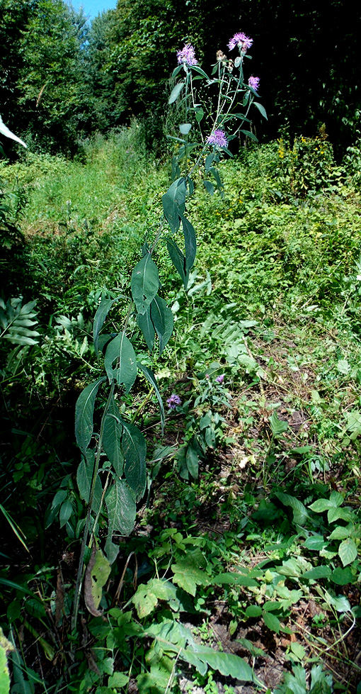 Изображение особи Centaurea salicifolia.