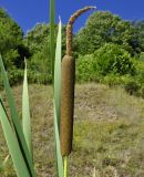 Typha latifolia