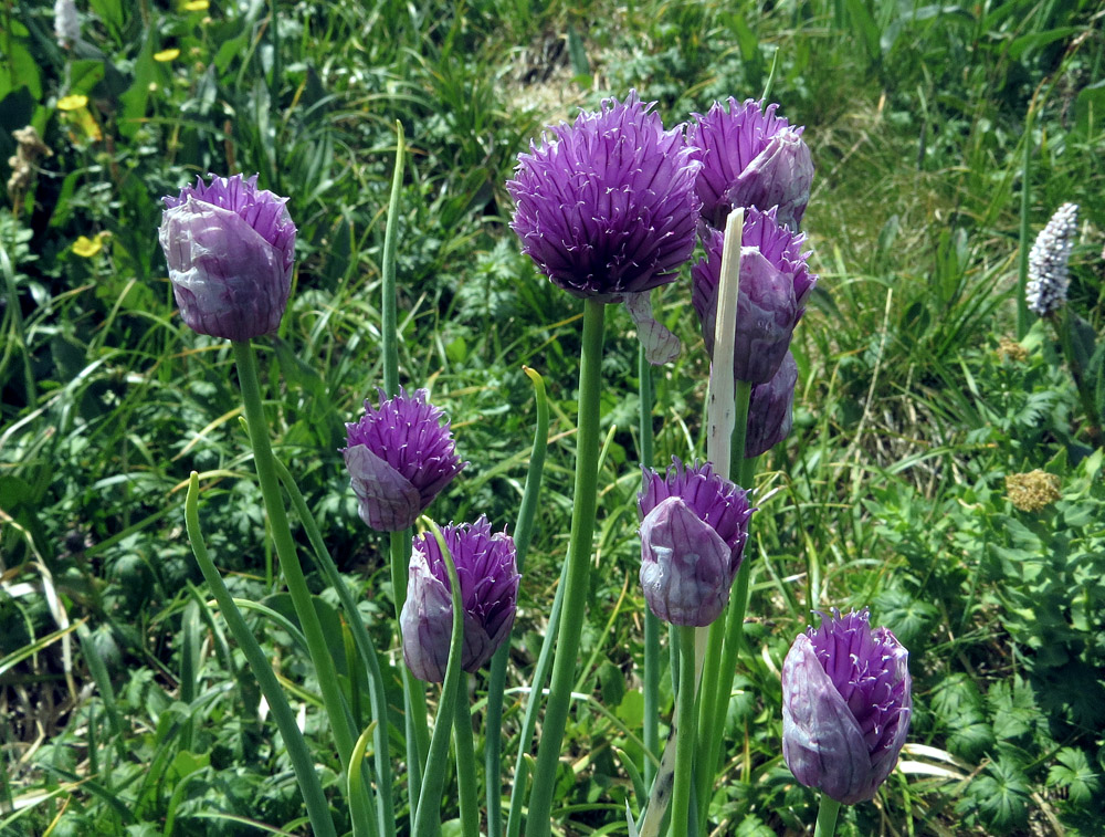 Image of Allium schoenoprasum specimen.