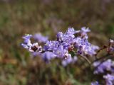 род Limonium