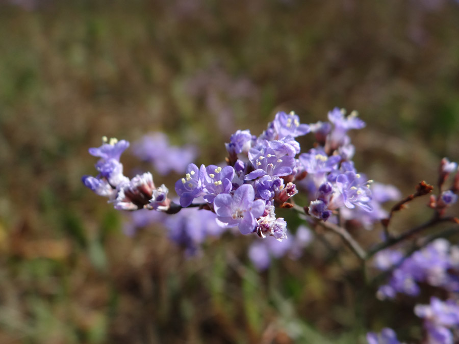 Изображение особи род Limonium.