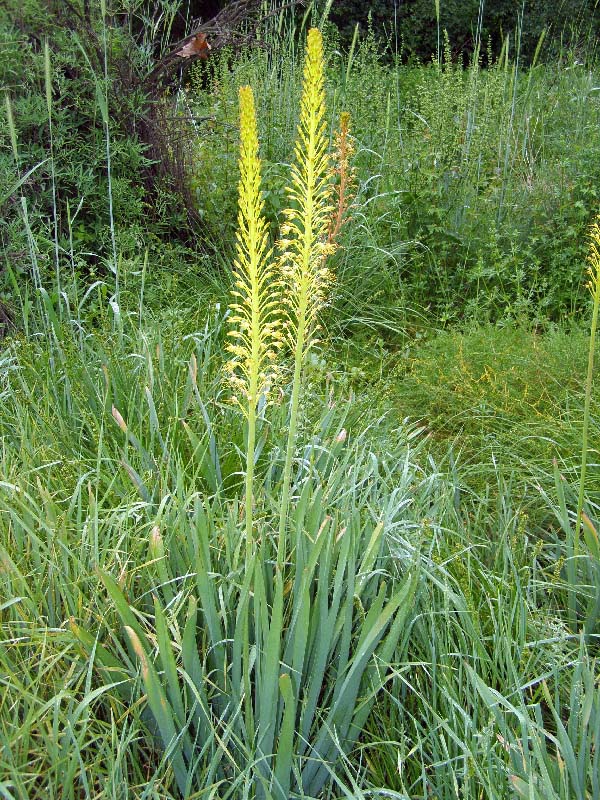 Изображение особи Eremurus fuscus.