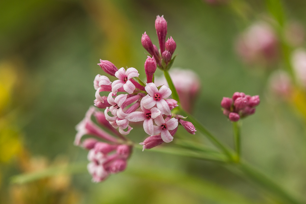 Изображение особи род Asperula.