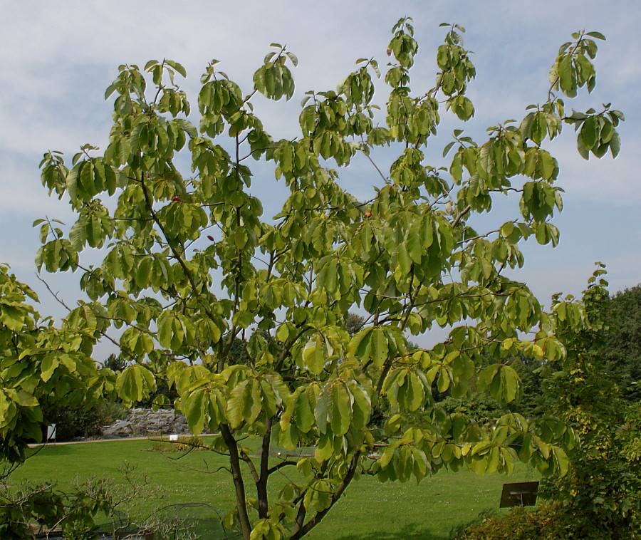 Изображение особи Magnolia hypoleuca.