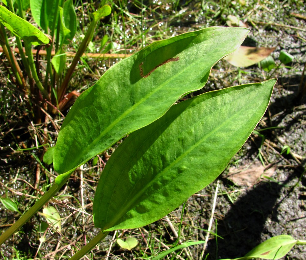 Image of Alisma &times; rhicnocarpum specimen.