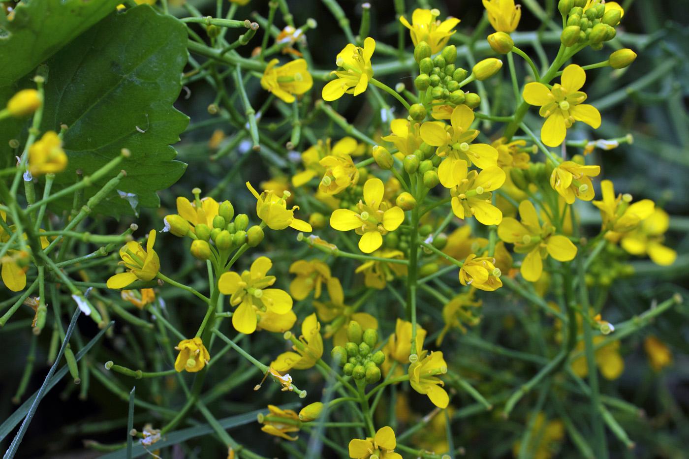 Изображение особи Rorippa sylvestris.