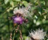 Cirsium heterophyllum