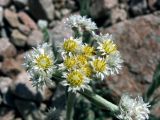 Anaphalis velutina