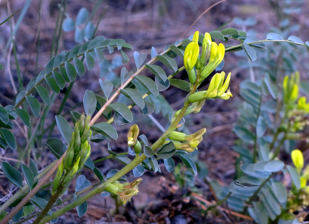 Изображение особи Astragalus altaicola.