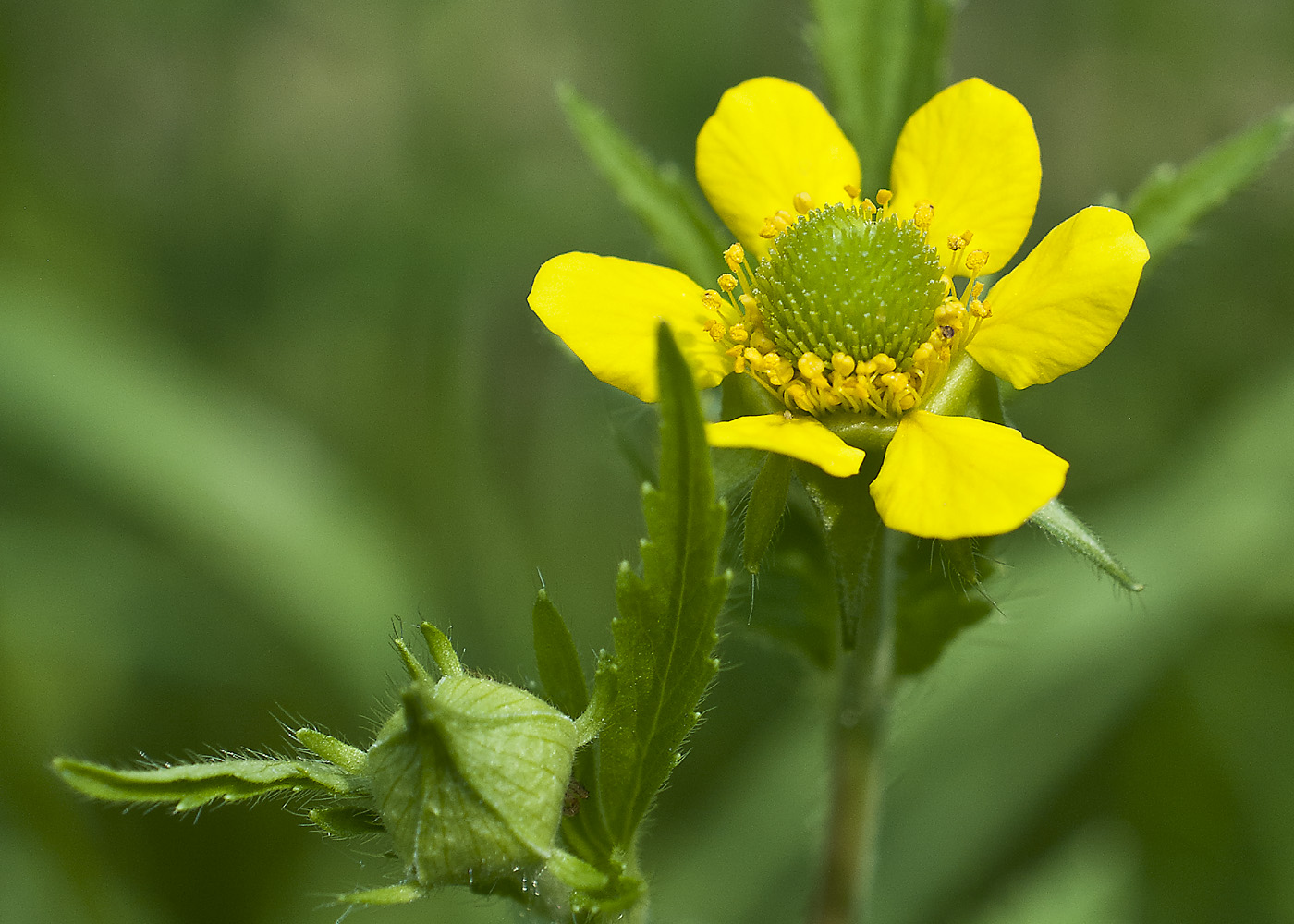 Изображение особи Geum aleppicum.