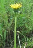 Taraxacum officinale. Верхушка аномального цветоноса (со стеблевыми листьями). Томская обл., окр. г. Томск. 25.07.2009.