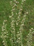 Artemisia vulgaris. Соцветие. Севастополь, 1 августа 2009 г.
