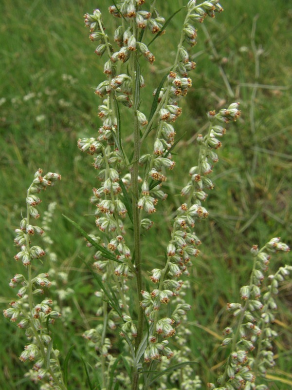 Изображение особи Artemisia vulgaris.