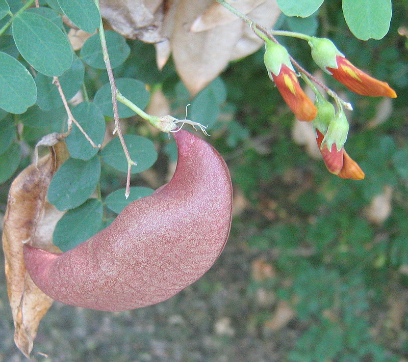 Image of Colutea orientalis specimen.