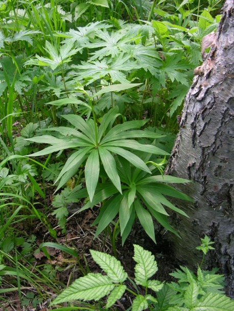 Image of Lilium debile specimen.